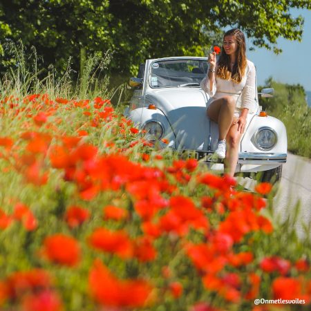 The elegant beetle