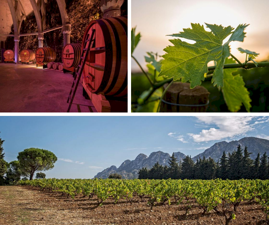 Visite domaine viticole en Provence