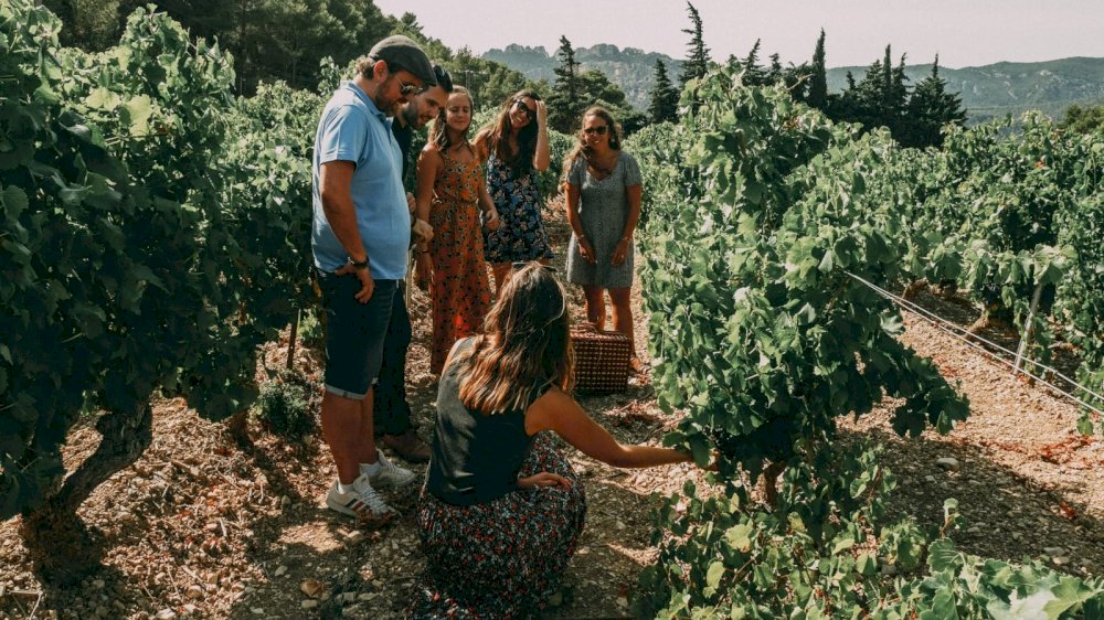 Wine Vintage Tour en Combi Van Volkswagen en Provence Wine Vintage Tour en Combi Van Volkswagen en Provence