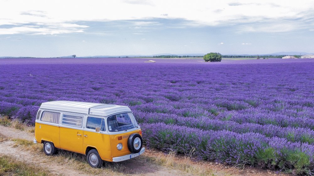 The lavender fields