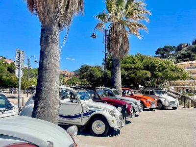 Happiness in a Beetle