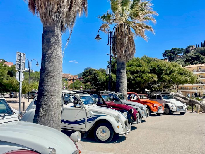 Happiness in a Beetle